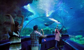 Aquaria KLCC underwater Malaysia