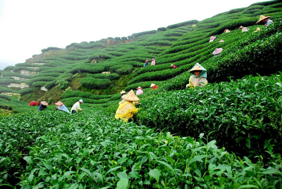 Tea Farm Bandung Indonesia
