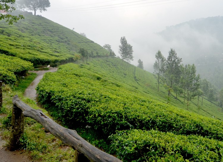 Agro Gunung Mas Puncak Indonesia