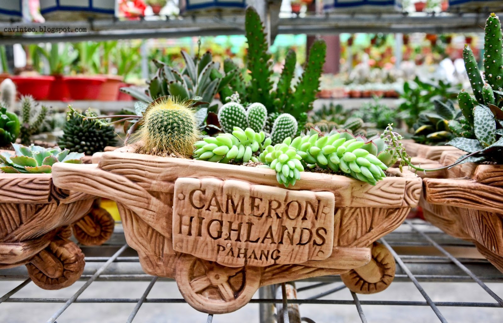 Cactus Vally Cameron highland Malaysia