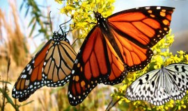 Bali Butterfly Park Indonesia