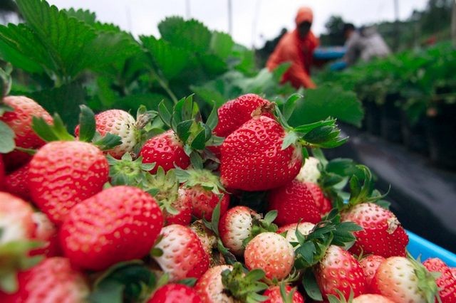 Strawberry Park Bandung Indonesia