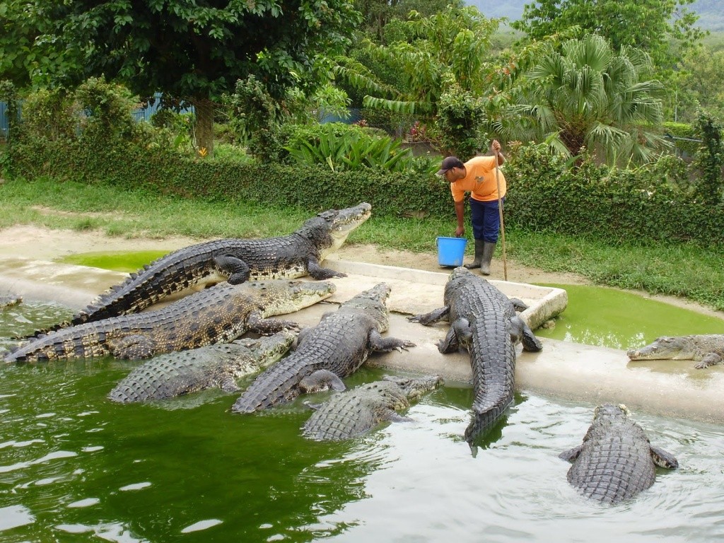 Crocodile Adventureland Langkawi  