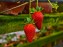 strawberry farm in cameron highland