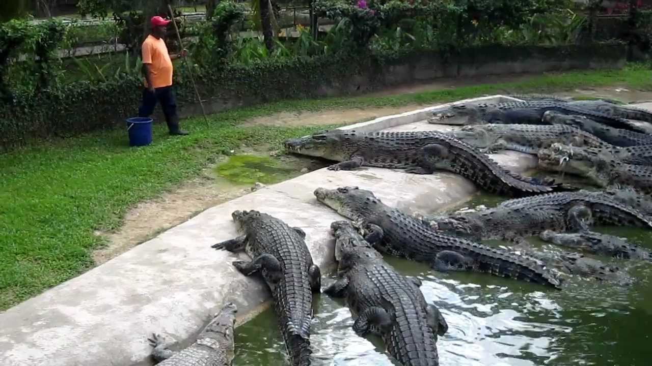 Teluk Sengat Crocodile Farm Johor Baru Malaysia