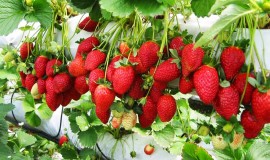 genting strawberry park Malaysia