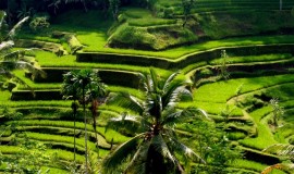 مدرجات أرز تيقالالانق بالي اندونيسيا