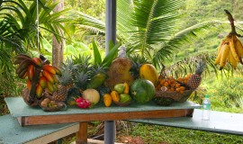 Tropical Fruit Farm Penang Malaysia